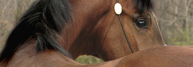 Enough - Pure Polish colt by Genuine+/