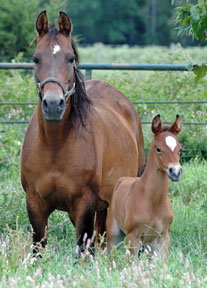 Click here for extended pedigree