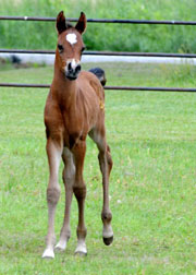 Click here for full pedigree and more photos
