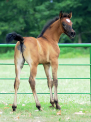 Click here for more pictures and extended pedigree