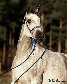 Click here for extended pedigree
