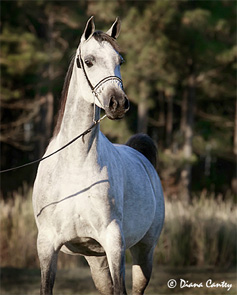 Dakharo daughter in foal to Stival