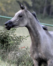 Click here for full pedigree and more photos