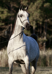 Click here for extended pedigree