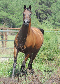 Click here for extended pedigree